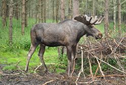 Mazowieckie. Po zderzeniu łoś przygniótł osobę w aucie