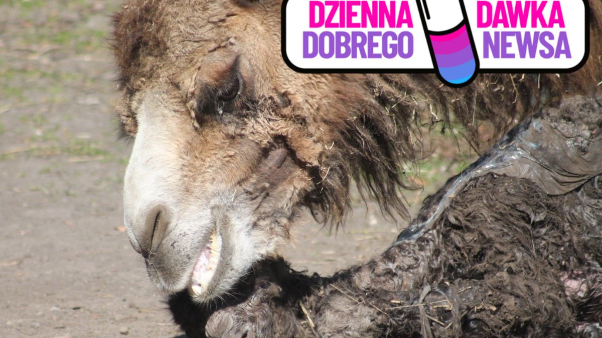 W śląskim zoo na świat przyszedł wielbłąd dwugarbowy.