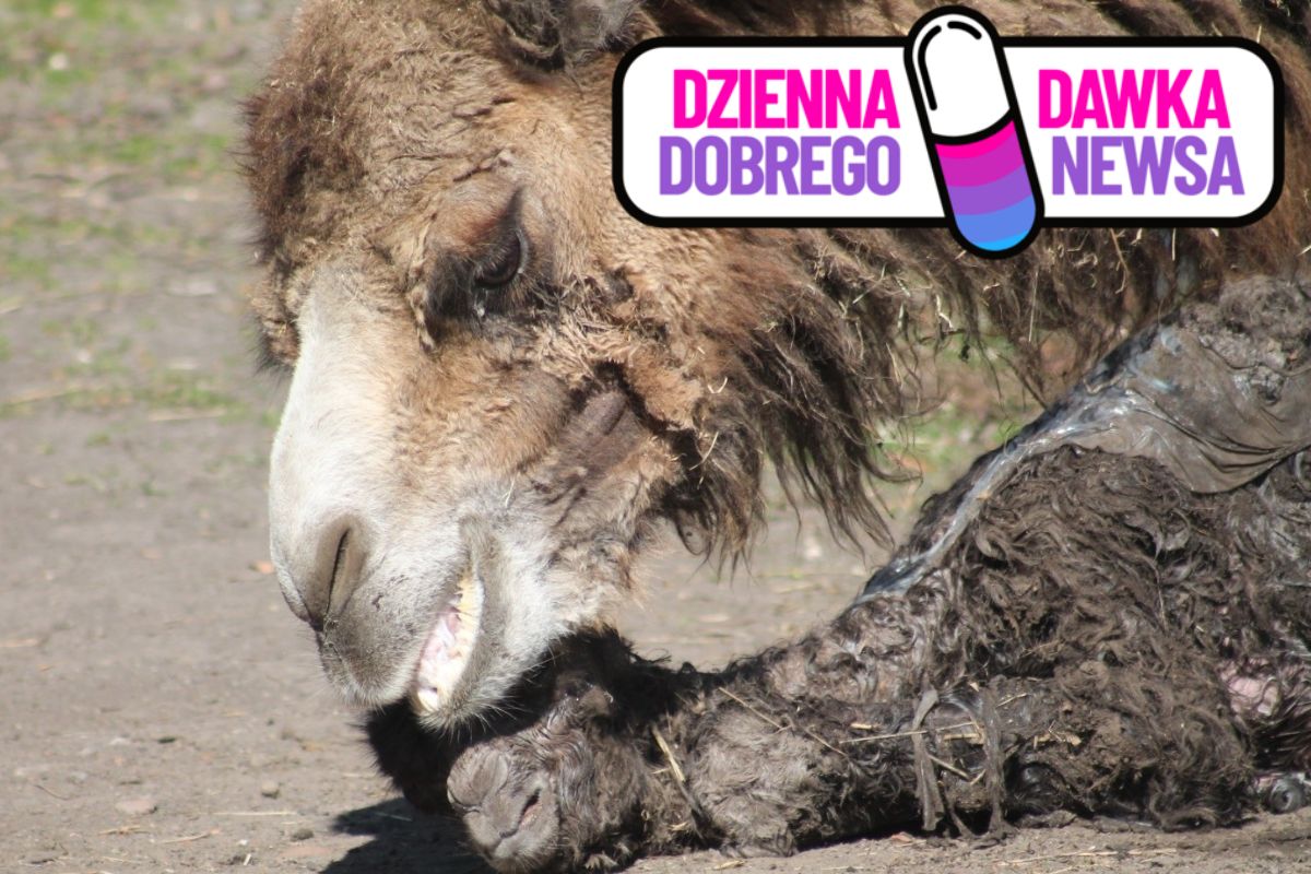 Śląskie Zoo świętuje narodziny wielbłąda. Maluch już na wybiegu w Parku Śląskim