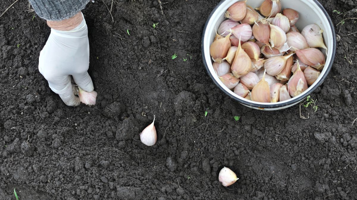 Kiedy sadzić czosnekzimowy?