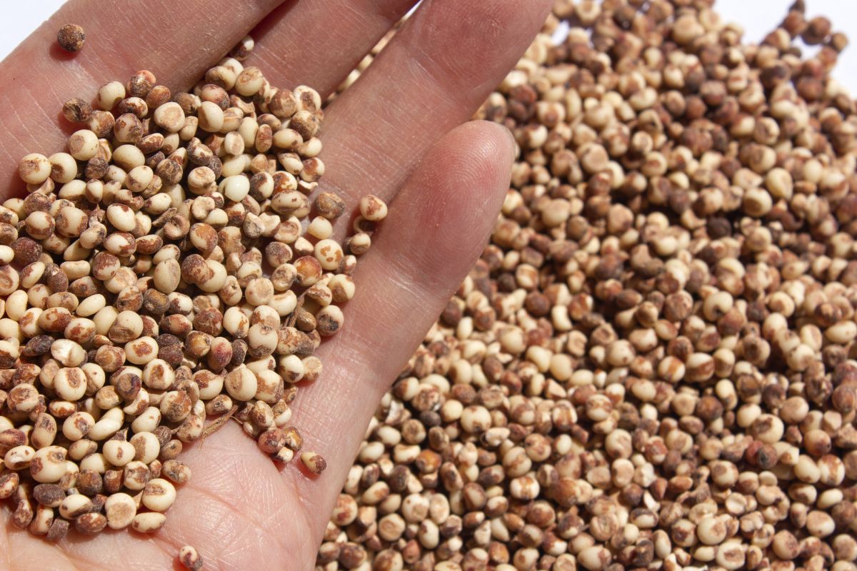 Lepsze niż ryż i kasza jaglana. Nie ma glutenu i brzuch po nim nie puchnie