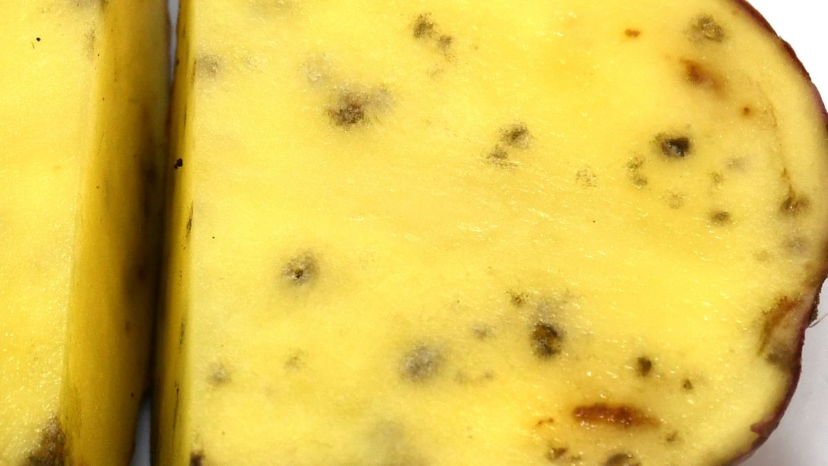 Niektóre ziemniaki mają czarne plamy