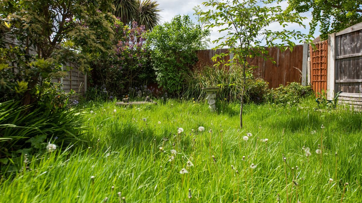 Garden Exteriors
A general view of a small unkept back garden with long uncut grass with weeds, timber fence, tree and shrubs, bushes
John Keeble