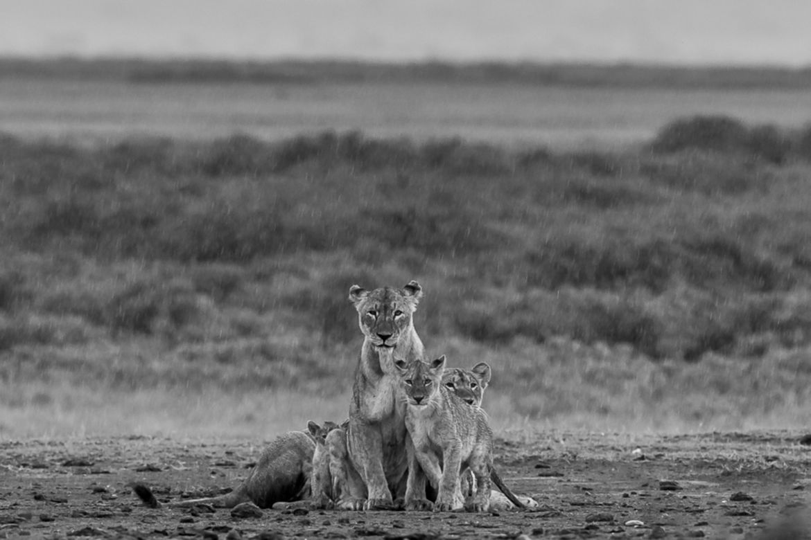 Wielu Polaków na podium w konkursie Monochrome Photography Awards 2017 77