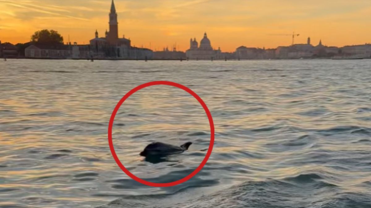 Delfin Mimmo nie zamierza opuszczać Wenecji