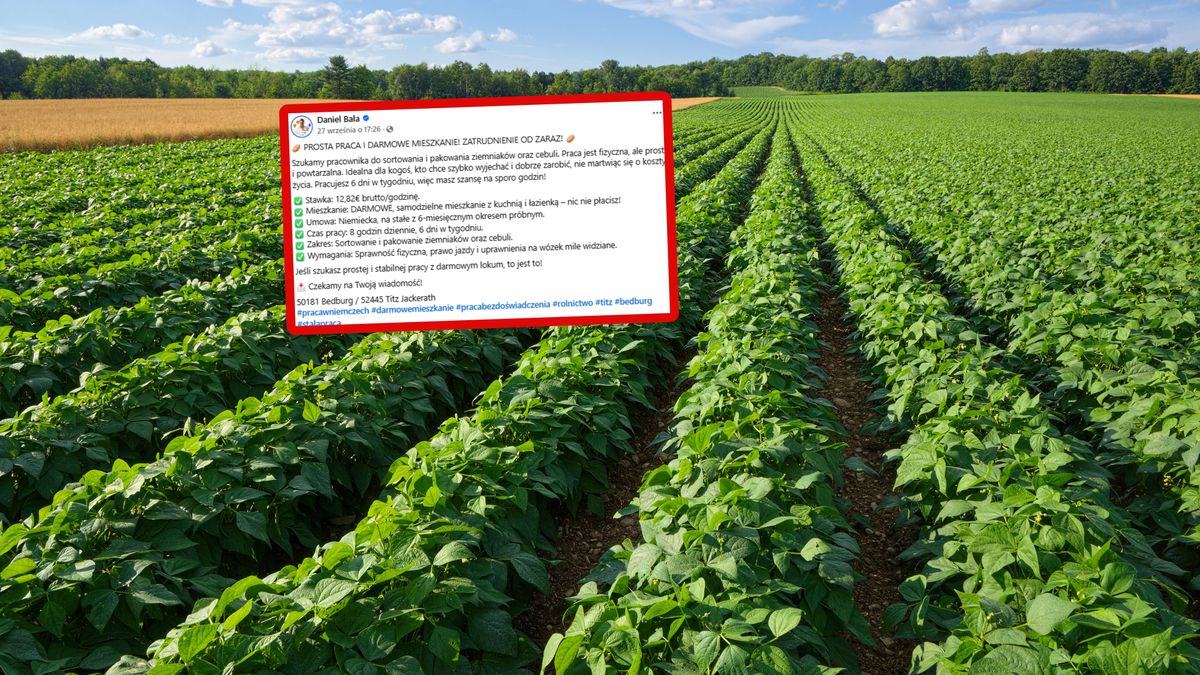 Oferta pracy z Niemiec.