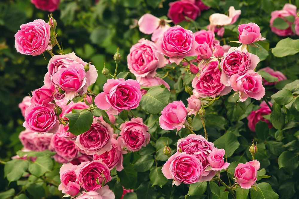 From vodka to coffee grounds: Unconventional secrets for lush roses