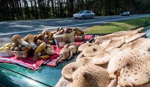 Poznań. Nie żyją dwie siostry. Fatalna pomyłka grzybiarza