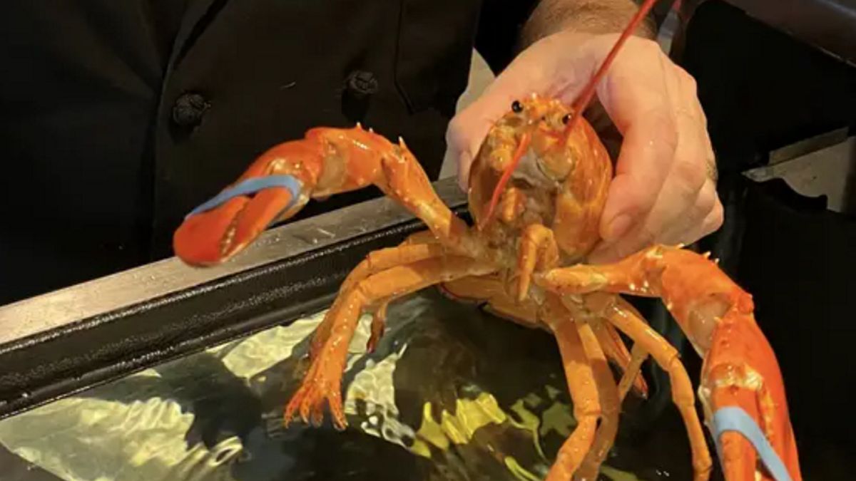 Homar okazał się bardzo unikatowy