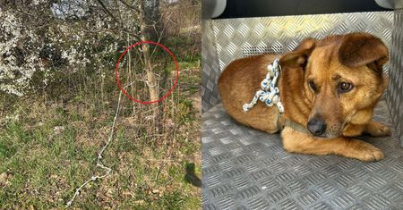 Skandal. Przywiązali psa do drzewa. Policja reaguje