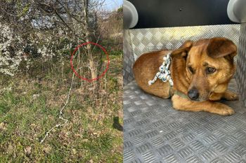 Skandal. Przywiązali psa do drzewa. Policja reaguje