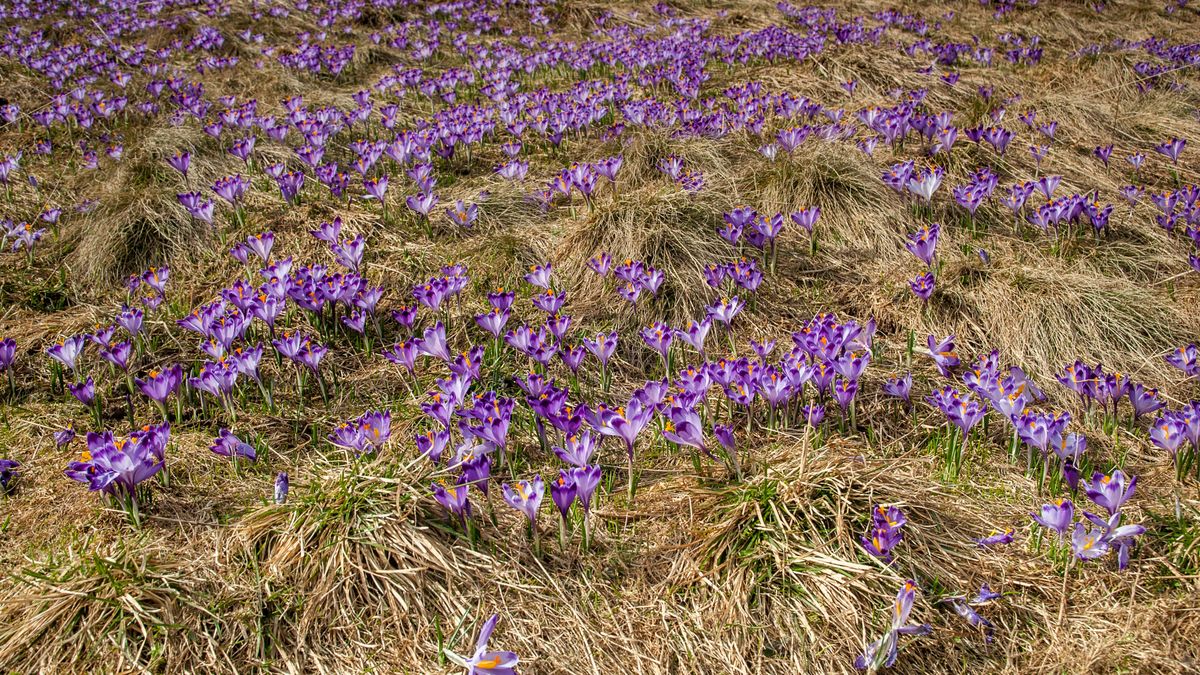 Krokusy w Tatrach (zdjęcie ilustracyjne).