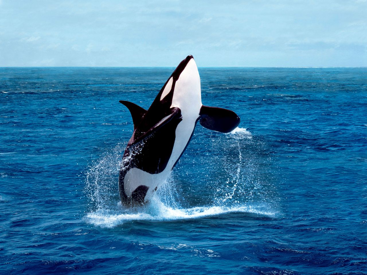 The North Sea washed up an orca on the shore in Belgium.