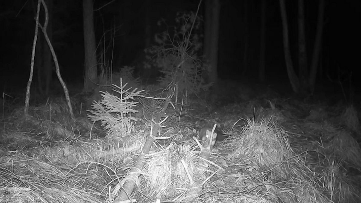 Zdjęcie podglądowe.