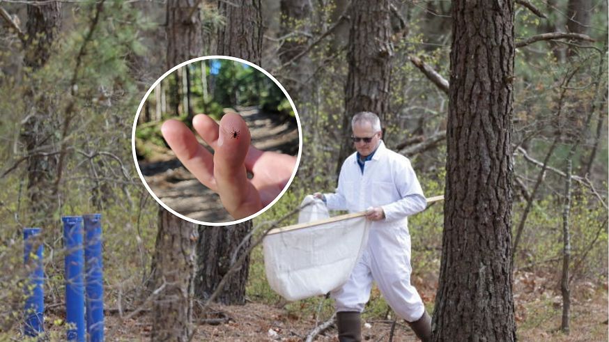 Trwają badania kliniczne nad szczepionką przeciw boreliozie