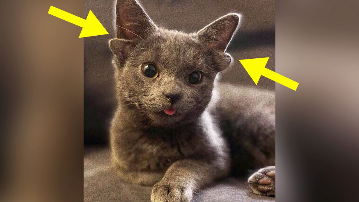 Midas to kotka, która ma dwie pary uszu. Jej zdjęcia stały się absolutnym hitem! 1