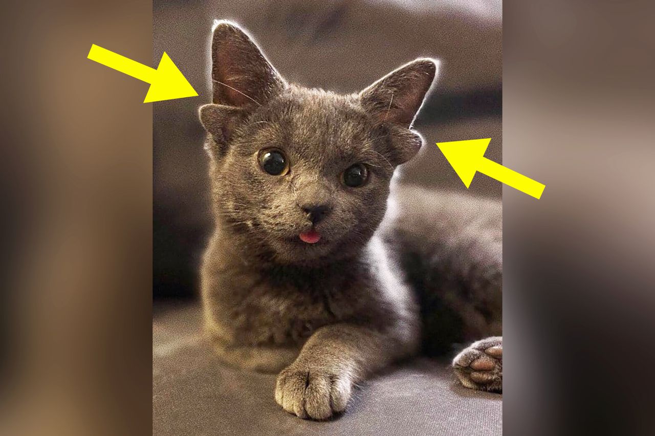 Midas to kotka, która ma dwie pary uszu. Jej zdjęcia stały się absolutnym hitem!