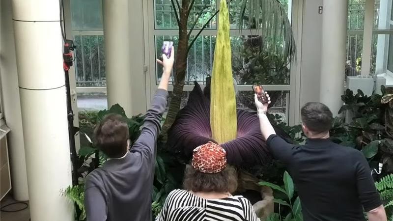 Dziwidło można "podglądać" online