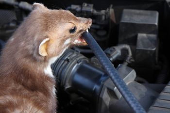 Powieś pod maską. Dla kun to fetor. Uciekną w popłochu