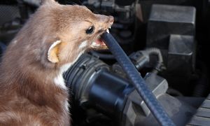 Włóż pod maskę auta. Dla kun nie ma gorszego zapachu