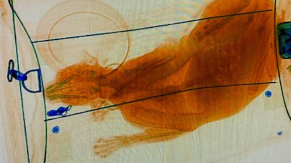 Celnicy w bagażu podręcznym odkryli kota 