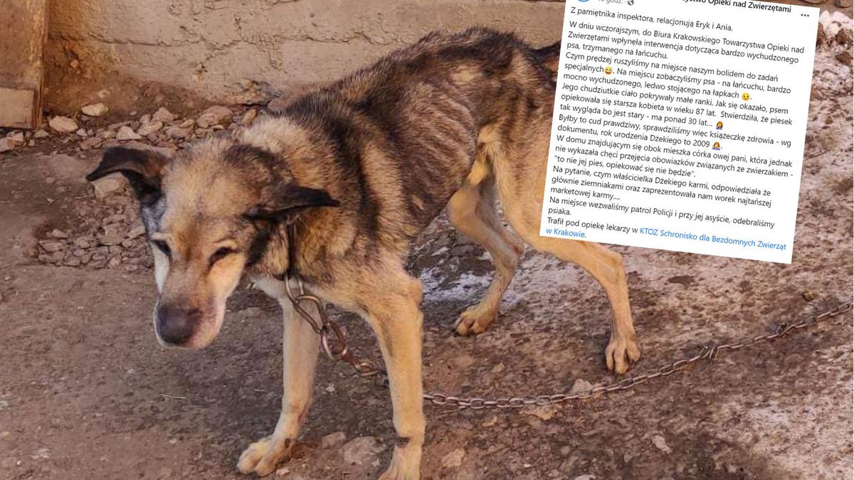 Przeraźliwie wychudzone zwierzę odebrano właścicielce