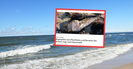 Bałtyk dusi się bez tlenu. Przerażający widok na niemieckich plażach