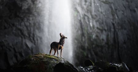 Doskonałe zdjęcia psów. Czworonogi wyglądają na nich majestatycznie