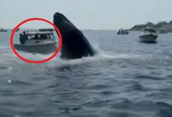 Wieloryb staranował małą łódź. Moment grozy w USA
