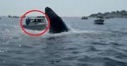 Wieloryb staranował małą łódź. Moment grozy w USA