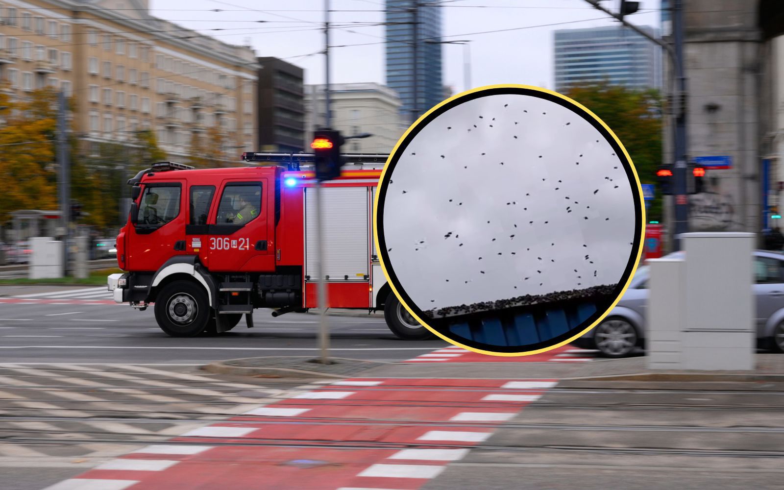 Mieszkańcy Warszawy zgłosili rój os