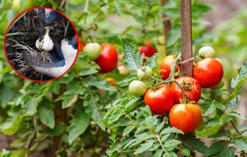 Co sadzić obok pomidorów? Te rośliny to najlepsze sąsiedztwo