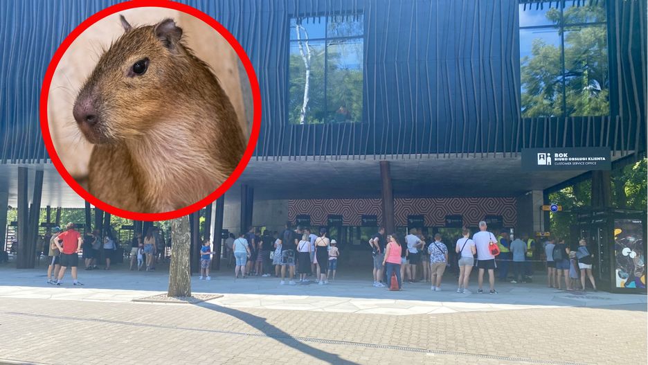 Nowe kapibary zamieszkały w łódzkim zoo