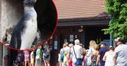 Warszawskie zoo zaliczyło wpadkę. Pingwin okazał się dziewczynką