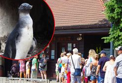 Warszawskie zoo zaliczyło wpadkę. Pingwin okazał się dziewczynką