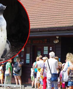 Warszawskie zoo zaliczyło wpadkę. Pingwin okazał się dziewczynką