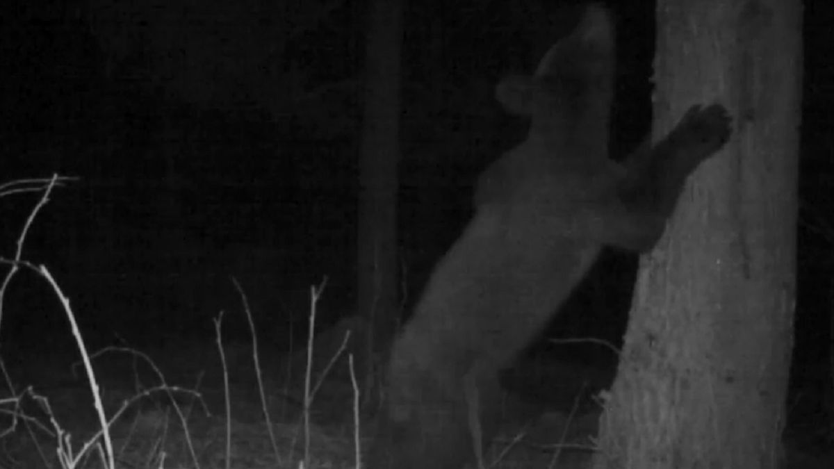 Miś robił to przy drzewie. Wszystko nagrała fotopułapka. 