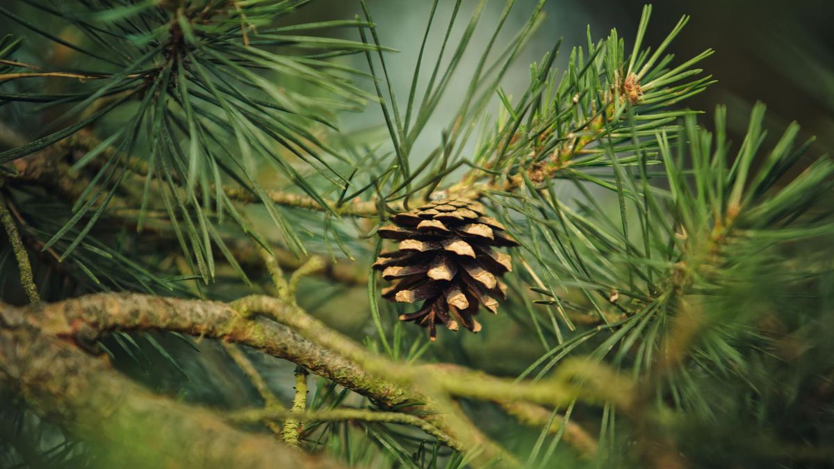 Sosna - odmiany, właściwości, wywar z sosny, olejek sosnowy