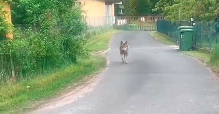 Mieszkańcy mają problem z wilkami. "Podjadają karmę kotom"
