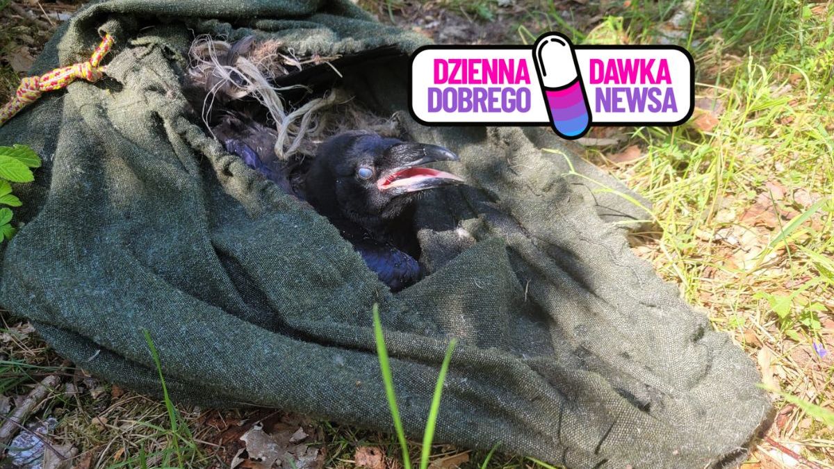 Bohaterowie bez peleryn uratowali młodego kruka