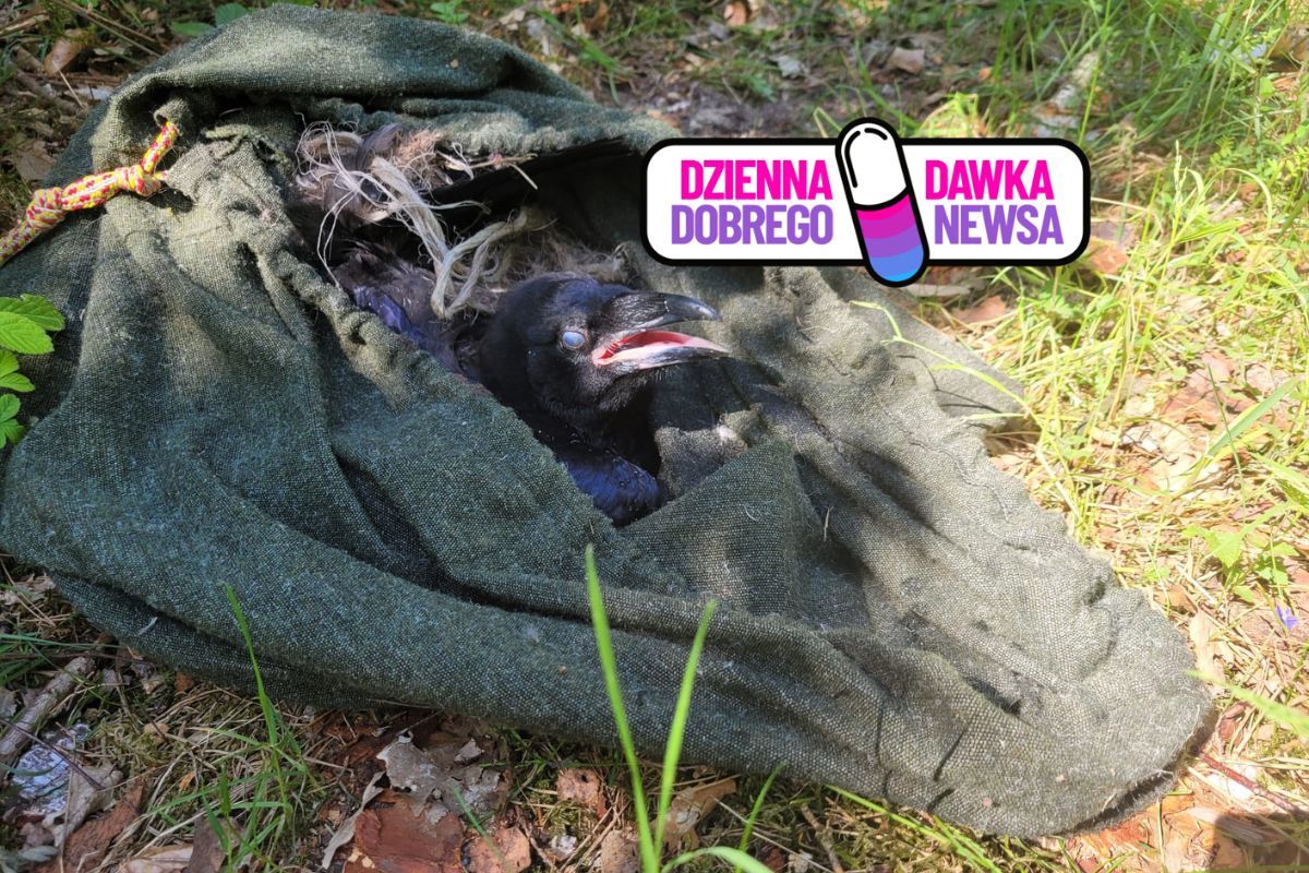 Wisiał tuż pod drzewem. Zaplątany w sznurki i bezbronny. Nie czekali
