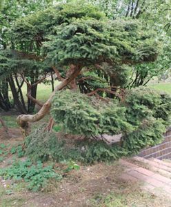 Warszawa. Prezydencie, ocal park na Wyględowie. Mieszkańcy nie chcą tam osiedla