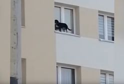 Lubin. Wystawiał psa na parapet i zamykał okno