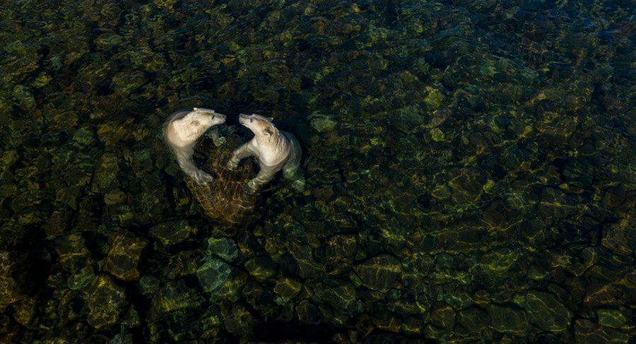 Wildlife Photographer of the Year 2021. Oto zwycięskie zdjęcia 13