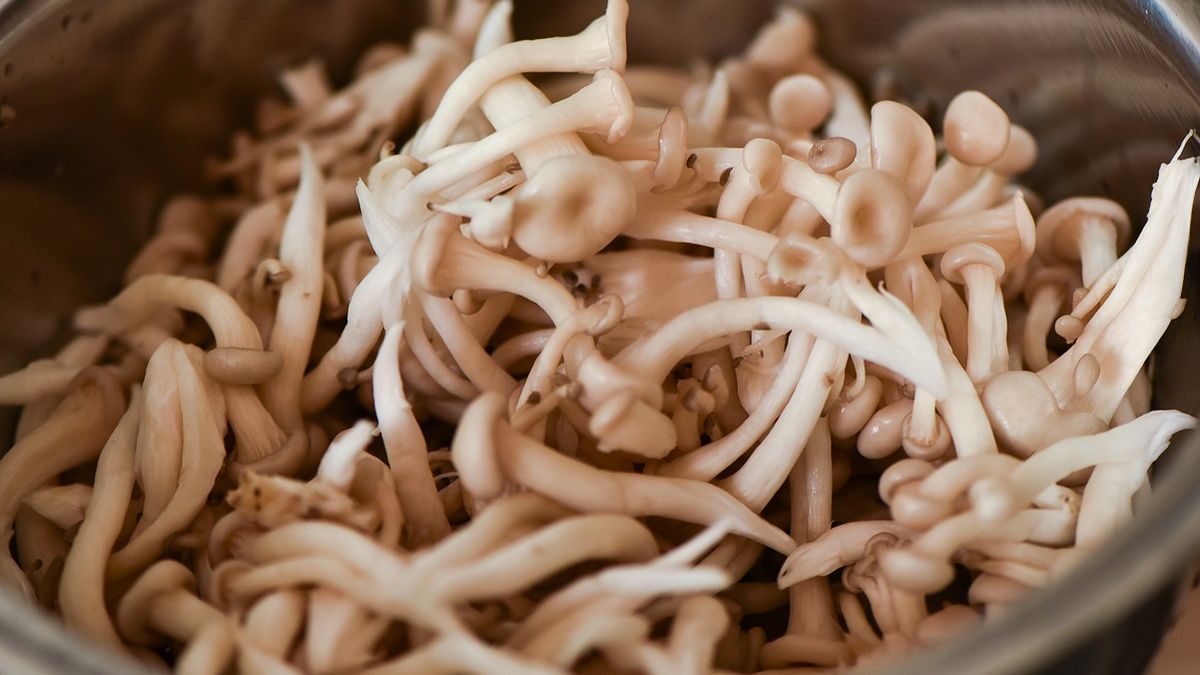 Shimeji są niskokaloryczne i bogate w białko.