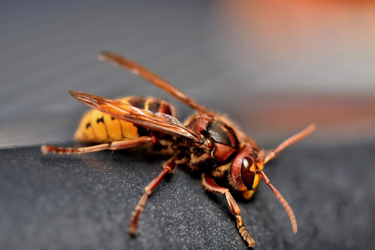 Spring Gardening: How to Avoid Unwanted Hornet Guests