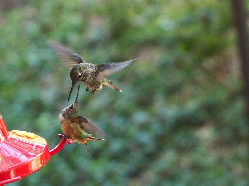 Melanie Barboni jest prawdziwą zaklinaczką kolibrów. Sfotografowała ich ponad 200! 8