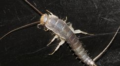 Domowe sposoby walki z rybikami