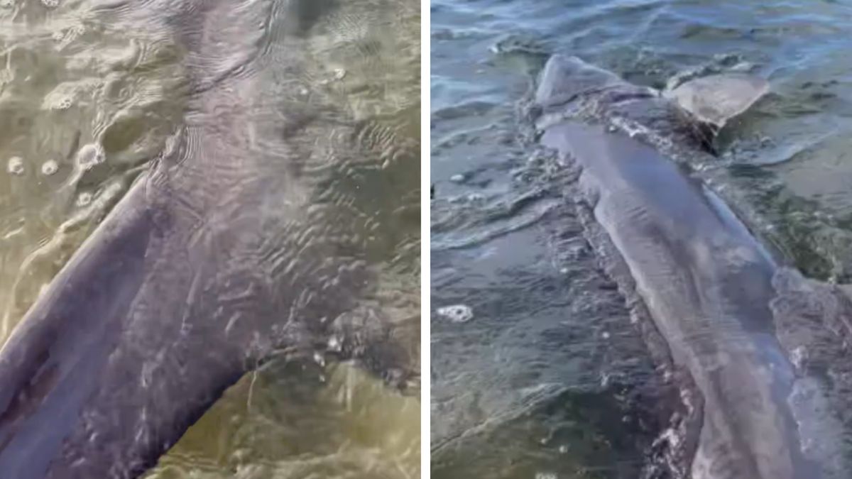 Rekin utknął na mieliźnie