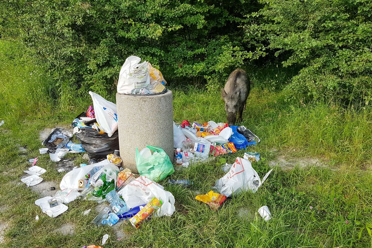 Dziki w miastach szukają pożywienia